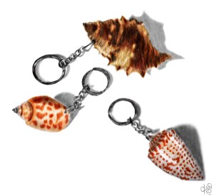 The First Of Many Seashells
