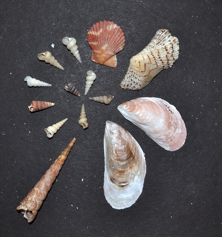 In All Shapes, Sizes and Colours