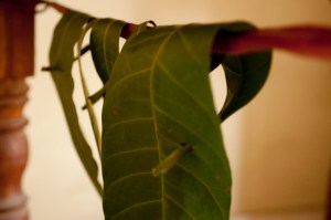 Mango Leaves
