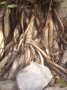 Banyan Tree Roots