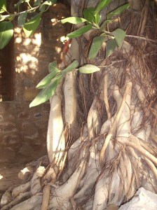 Banyan Tree within the complex