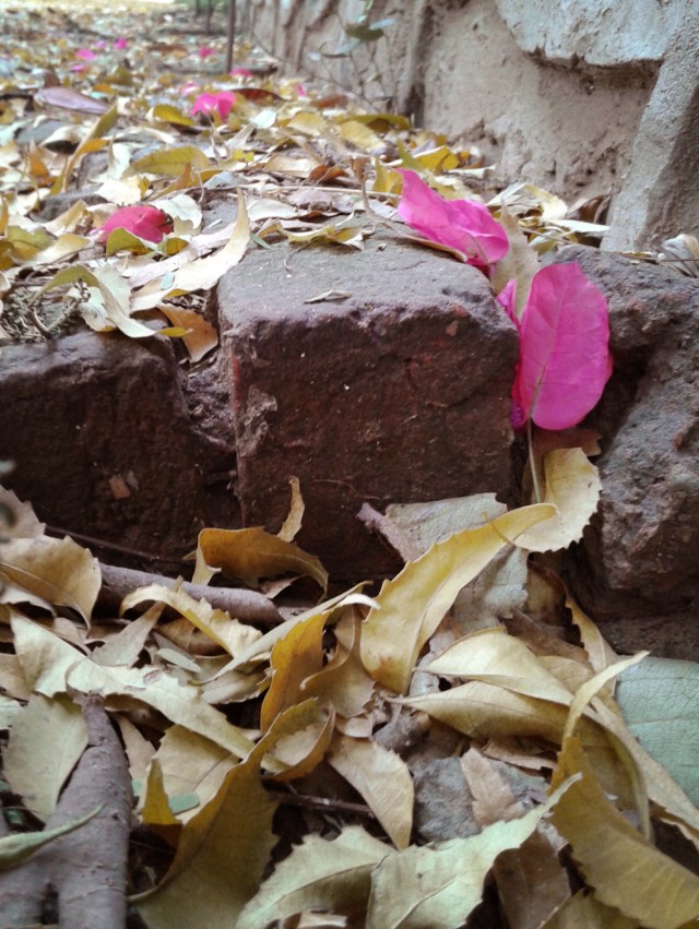 leaves and bougainvillea