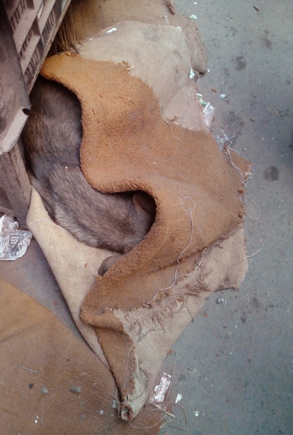 Can someone turn off the lights please? I'm trying to get some sleep here