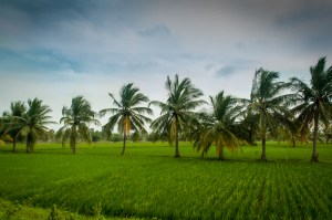 Paddy Fields and Palm Trees