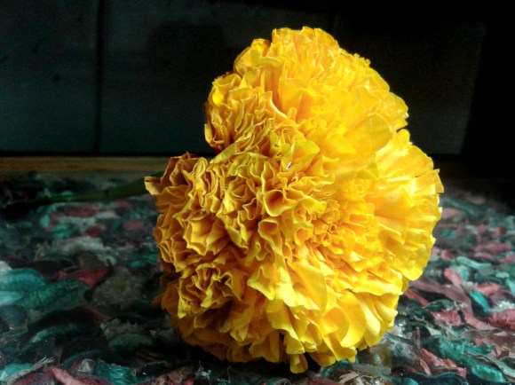 Vivid - edited in BeFunky