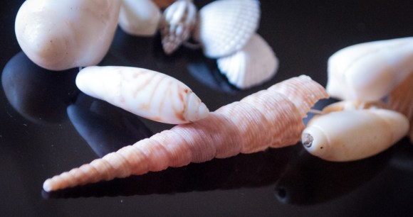 seashells