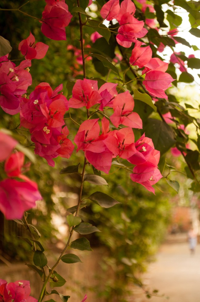 Bougainvillea