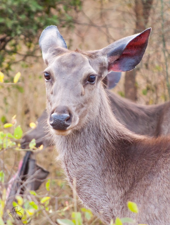 Doe, a deer. A female deer