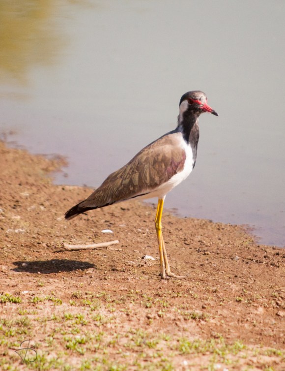 red_wattled_lapwing