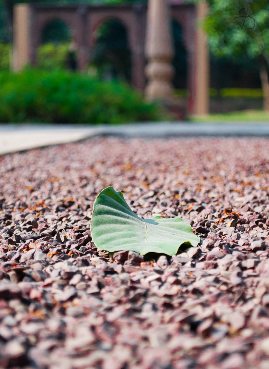 leaf_on_the_ground