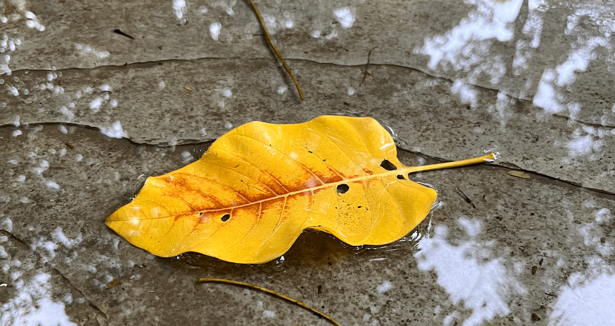 Yellow leaf on a wet stone pavement
